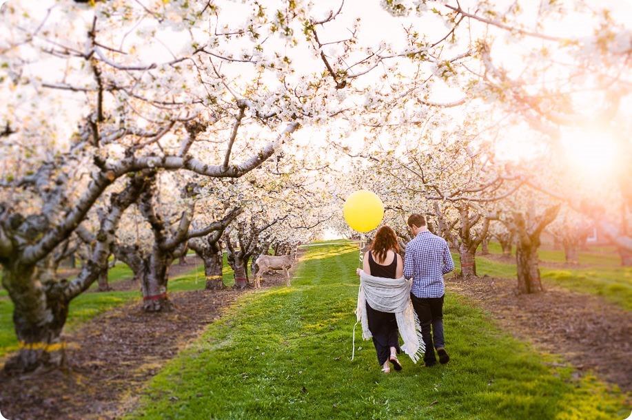 Kelowna-wedding-photographer_cherry-blossom-engagement-session_sunset-couples-portraits_tandem-bike__40375_by-Kevin-Trowbridge