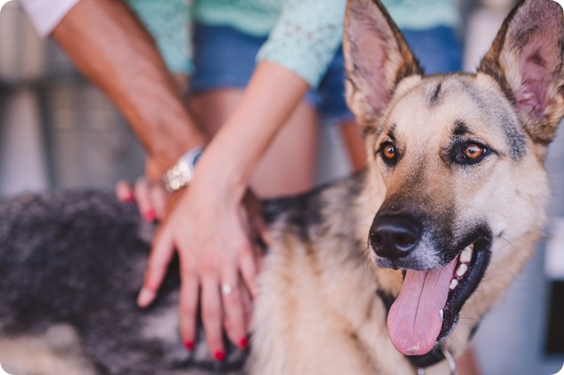 Kelowna-wedding-photographer_Cherry-orchard-engagement_dog-sunset-champagne_184607_by-Kevin-Trowbridge