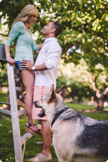 Kelowna-wedding-photographer_Cherry-orchard-engagement_dog-sunset-champagne_190754_by-Kevin-Trowbridge