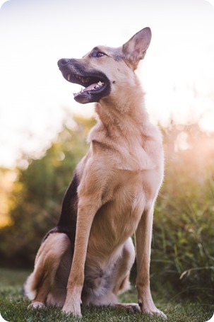 Kelowna-wedding-photographer_Cherry-orchard-engagement_dog-sunset-champagne_200004_by-Kevin-Trowbridge