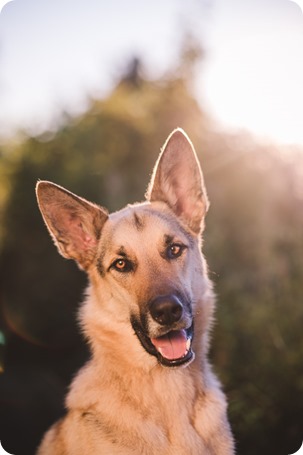 Kelowna-wedding-photographer_Cherry-orchard-engagement_dog-sunset-champagne_200114_by-Kevin-Trowbridge