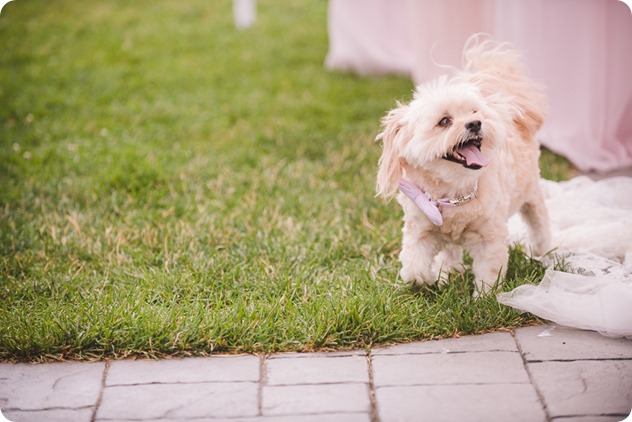 Summerhill-Winery-wedding_Eldorado-Hotel_Okanagan-Lake-portraits_Kelowna-wedding-photographer_133212_by-Kevin-Trowbridge